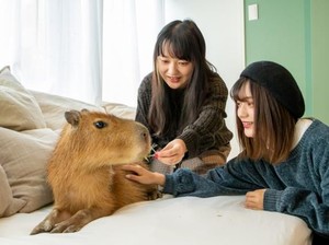 Gemes Gaes! Di Kafe Ini Bisa Nongkrong Bareng Capybara dan Kucing