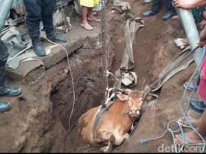 23 Sapi Mendadak Mati di Bali, Diduga karena Tympani