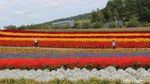 Hamparan Kebun Bunga Cantik di Hokkaido Jepang