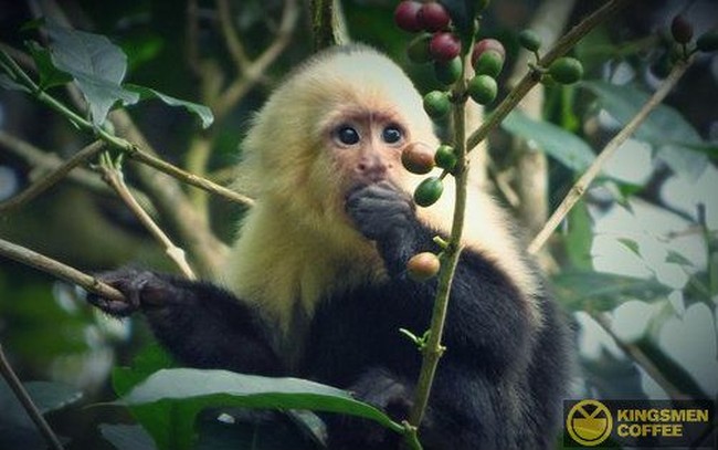 Kopi Gajah hingga Monyet, 5 Kopi Fermentasi Hewan yang Nikmat