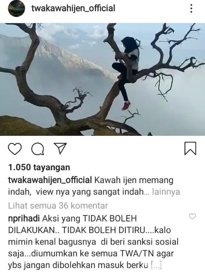 Wisatawan Lakukan Aksi Berbahaya di Atas Pohon Di Puncak TWA Kawah Ijen