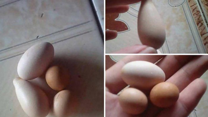 telur unik