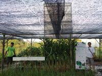 Rehab Lokasi Bencana, Sido Muncul Tanam Bibit Sengon & Kapulaga