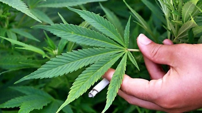 Warga Canberra Kini Bisa Tanam Dua Pohon Ganja Untuk Dipakai Sendiri