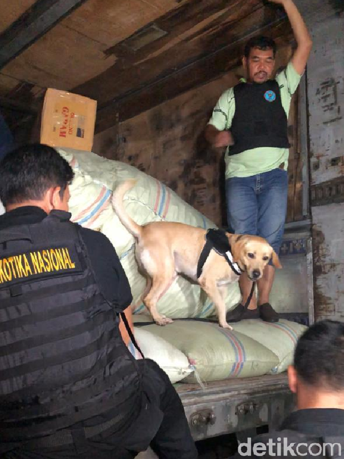 BNN dan Bareskrim amankan 250 kg ganja di Pluit, Jakut (Dok. Istimewa)