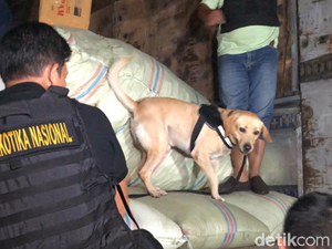 Terbongkarnya Penyimpanan 250 Kg Ganja di Utara Jakarta