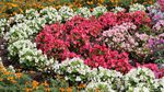 Hamparan Kebun Bunga Cantik di Hokkaido Jepang