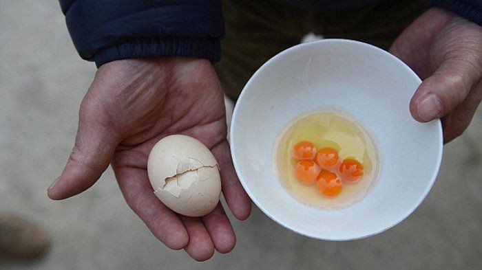 telur unik