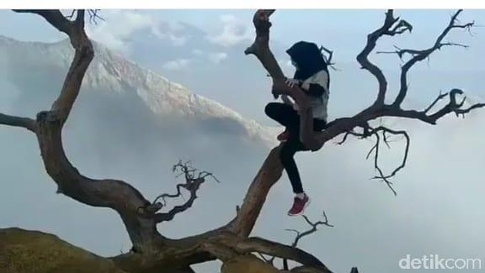 Wisatawan Lakukan Aksi Berbahaya di Atas Pohon Di Puncak TWA Kawah Ijen