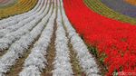 Hamparan Kebun Bunga Cantik di Hokkaido Jepang