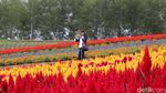 Hamparan Kebun Bunga Cantik di Hokkaido Jepang