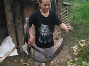 Berbekal Tutorial YouTube, Pria Cianjur Berani Tangkap King Cobra