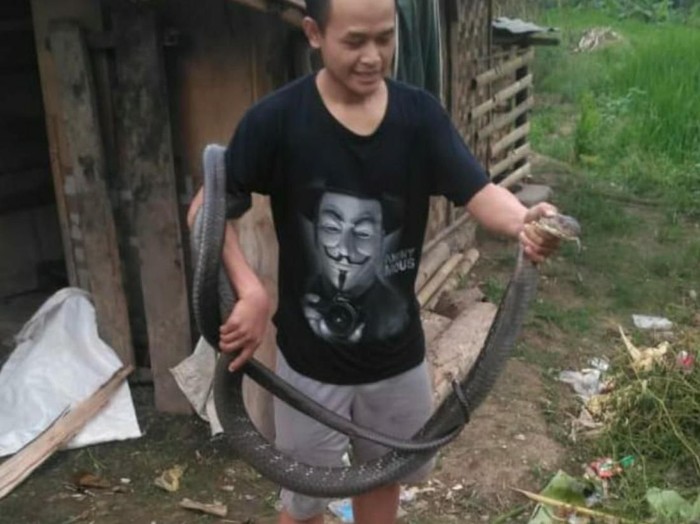 Warga Cianjur Tangkap King Cobra