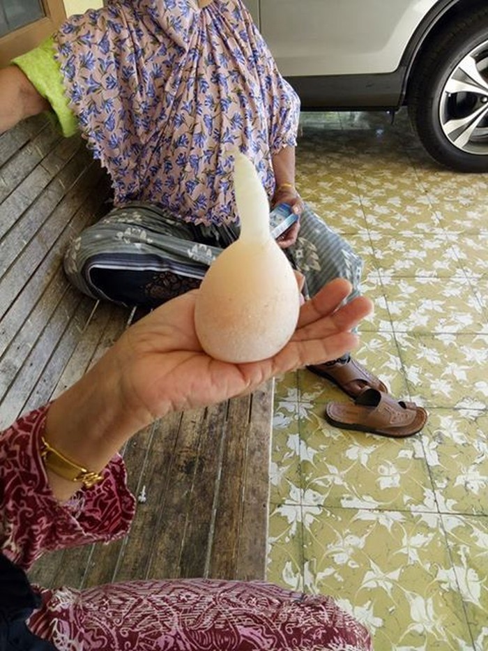 telur unik