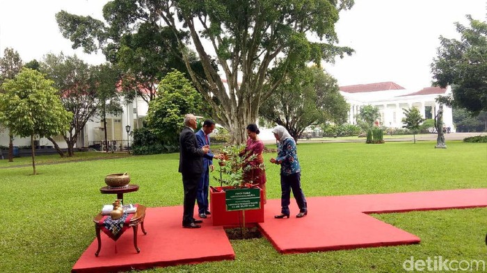 Presiden Joko Widodo (Jokowi) bersama Presiden Singapura Halimah Yacob melakukan penanaman pohon di Istana Bogor (Marlinda Oktavia Erwanti/detikcom)