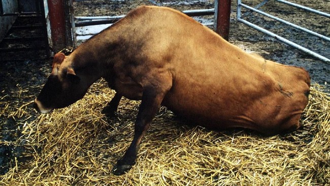 Sapi Gila hingga Daging Tikus, 5 Skandal Makanan yang Gemparkan Dunia