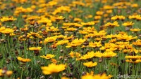 Pada musim panas, bukit-bukit di Biei, Hokkaido, Jepang akan memberikan warna-warni yang menarik hati para wisatawan. Bunga-bunga yang merona sepanjang musim panas.