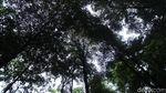 Kafe Ala Puncak di Hutan Kota Jakarta