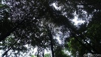 Pepohonan yang tumbuh di Arboretum juga bermanfaat untuk menyerap gas karbondioksida (CO2) dari polusi dan memproduksi oksigen yang baik untuk mahkluk hidup. Maka tak heran, pengunjung betah di sana karena bisa menghirup udara segar.