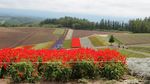 Hamparan Kebun Bunga Cantik di Hokkaido Jepang