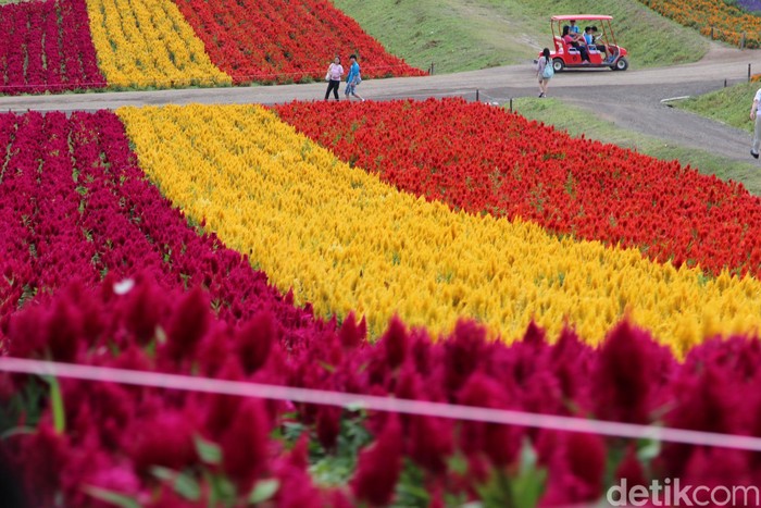 Hamparan Bunga di Shikisai-no-oka, Hokkaido, Jepang.