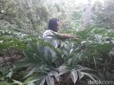 Nama Paidi tengan menjadi perbicangan. Pria 37 tahun yang tinggal di Desa Kepel, Kecamatan Kare, Kabupaten Madiun ini menjadi seorang miliarder setelah membudidayakan porang.