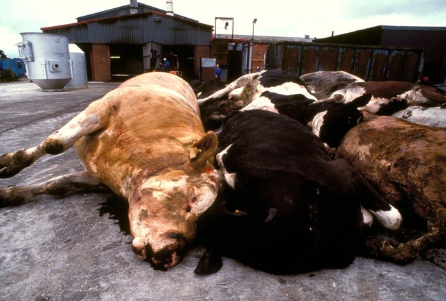 Sapi Gila hingga Daging Tikus, 5 Skandal Makanan yang Gemparkan Dunia Sapi Gila hingga Daging Tikus, 5 Skandal Makanan yang Gemparkan Dunia