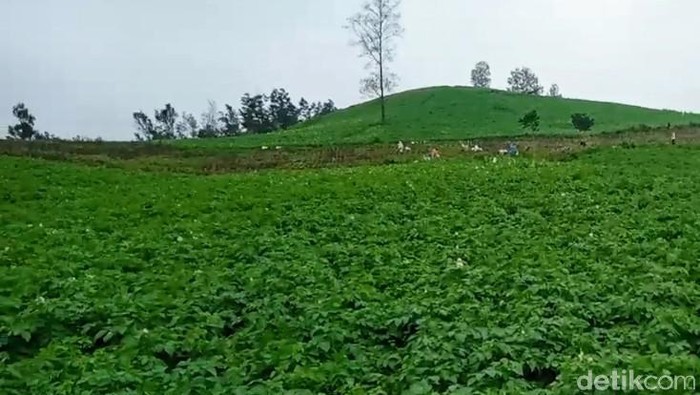 aliran sungai muasal banjir dan lahan pertanian sayur-mayur