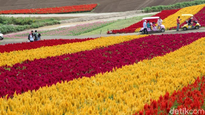 Hamparan Bunga di Shikisai-no-oka, Hokkaido, Jepang.