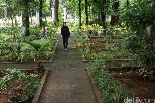 Di hutan seluas sekitar 4 hektar ini, tumbuh ratusan pohon dari 52 jenis spesies baik endemik Indonesia maupun khas negara lain. Di hutan seluas sekitar 4 hektar ini, tumbuh ratusan pohon dari 52 jenis spesies baik endemik Indonesia maupun khas negara lain.