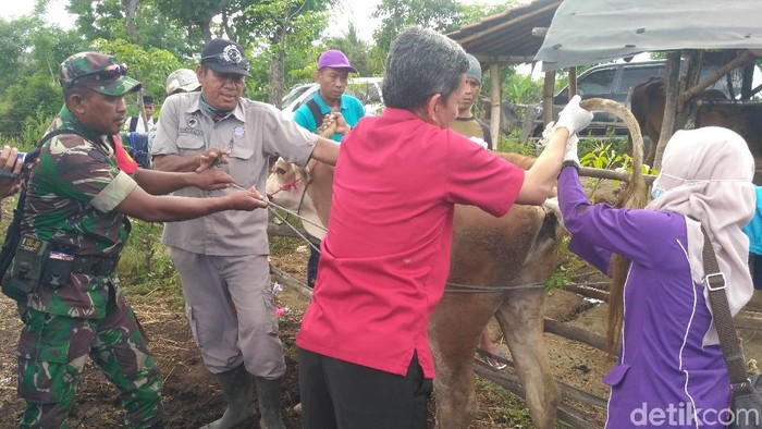 Ternak Mati Mendadak di Situbondo