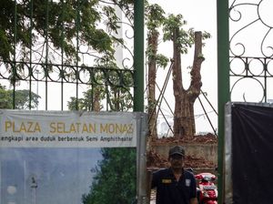 Komisi D DPRD DKI Akan Tanya Pemprov soal #MisteriPohonMahoni di Monas