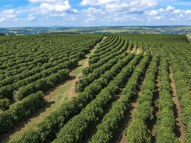 5 Fakta Kopi Brazil, 150 Tahun Merajai Pasar Kopi Dunia