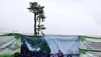 Pohon baru itu diletakkan di pinggir sisi kiri dan kanan dari Plaza yang direvitalisasi.