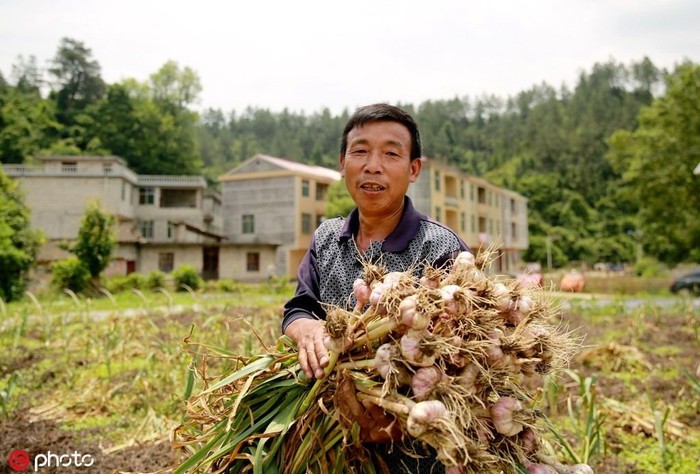 bawang putih china