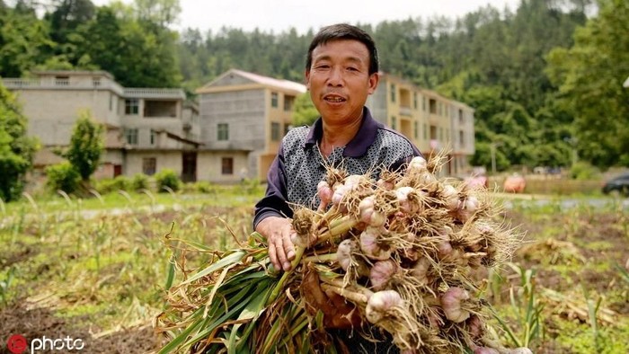 bawang putih china