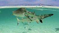Tak perlu takut, jika tidak ada tubuh yang luka terbuka, kamu bisa berenang santai di pinggir pantai. Snorkeling dan diving jadi aktivitas wisata utama di pulau ini. (Ria Qorina/Istimewa)