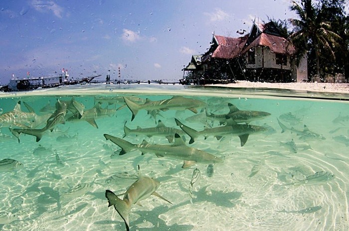 Pulau Tinabo