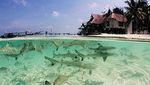 Bukan Maldives, Ini Pulau Tinabo dari Sulawesi