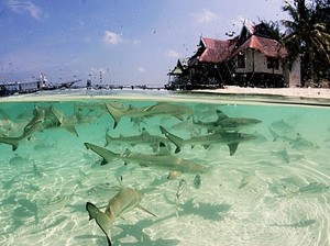 Baby Shark Du..Du..Du..Du! Bisa Kamu Lihat di Taka Bonerate