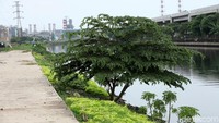 Pada plang IMB tersebut juga tercantum nama pemilik, yakni PT Jakarta Utilitas Propertindo. Di sekitar lokasi lahan juga terdapat spanduk warna kuning bertulisan Kami UKM Penjaringan Mendukung Penuh Pembangunan Pluit Culinery Park. Di lokasi ini pun akan dibangun UMKM binaan Penjaringan.
