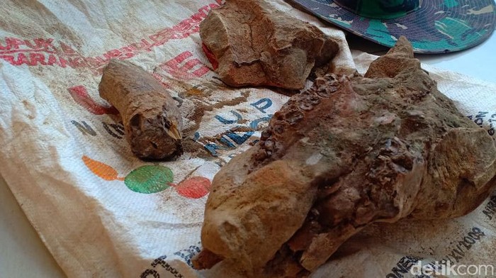 Warga Kabupaten Madiun menemukan tulang yang diduga fosil hewan purba. Tulang tersebut ditemukan pertama kali oleh Agus Setiawan (35) saat mencangkul lahan jagung.