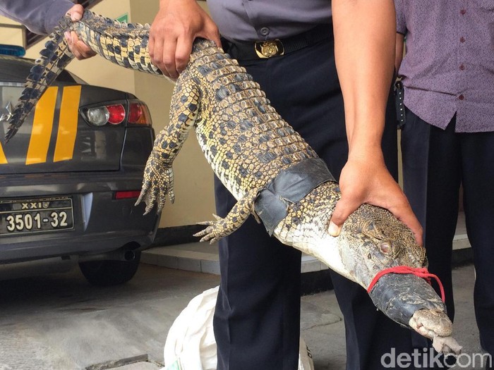 Buaya muara ditemukan di Sungai Progo, Sleman, Rabu (5/2/2020).