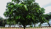 Lokasi Taman Kota Waduk pluit ini dulunya merupakan kawasan padat penduduk. Joko Widodo saat menjadi Gubernur DKI membuat gebrakan untuk merapikan kawasan ini. 