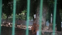 Pemerintah Provinsi (Pemprov) DKI Jakarta mengatakan ada 191 pohon yang ditebang untuk revitalisasi Monas. Pohon-pohon itu akan diganti dengan penanaman 573 pohon.