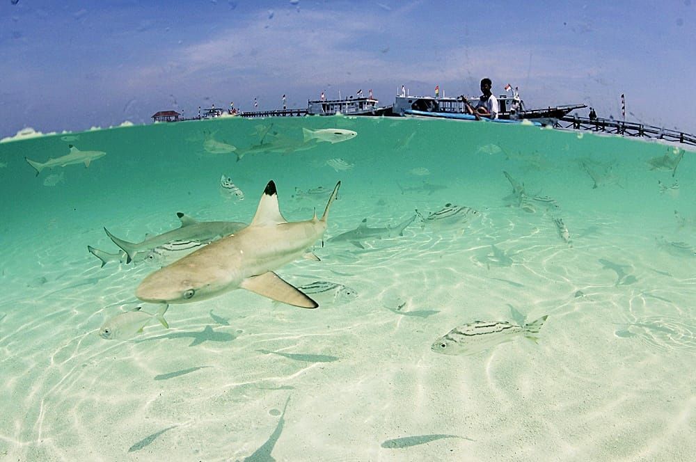 Pulau Tinabo