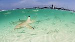 Bukan Maldives, Ini Pulau Tinabo dari Sulawesi