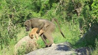 Aksi babon menculik bayi singa itu terjadi di Taman Nasional Kruger di Afrika Selatan. (kurtsafarico/Instagram)