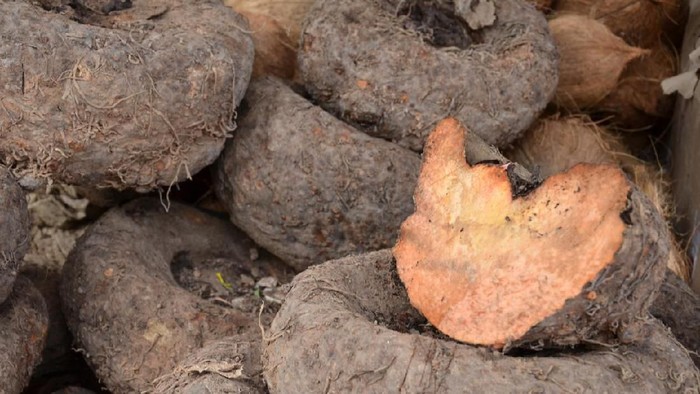 Amorphophallus paeoniifolius or elephant foot yam of Southeast Asia