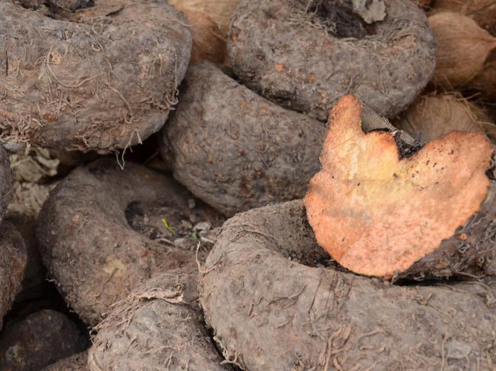 Amorphophallus paeoniifolius or elephant foot yam of Southeast Asia